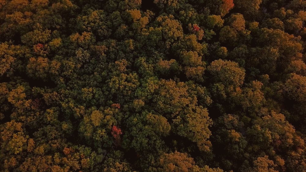 Vue aérienne de la forêt verte et brune pendant la journée
