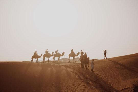 many people riding on camel through the desert field during daytime in Merzouga Morocco
