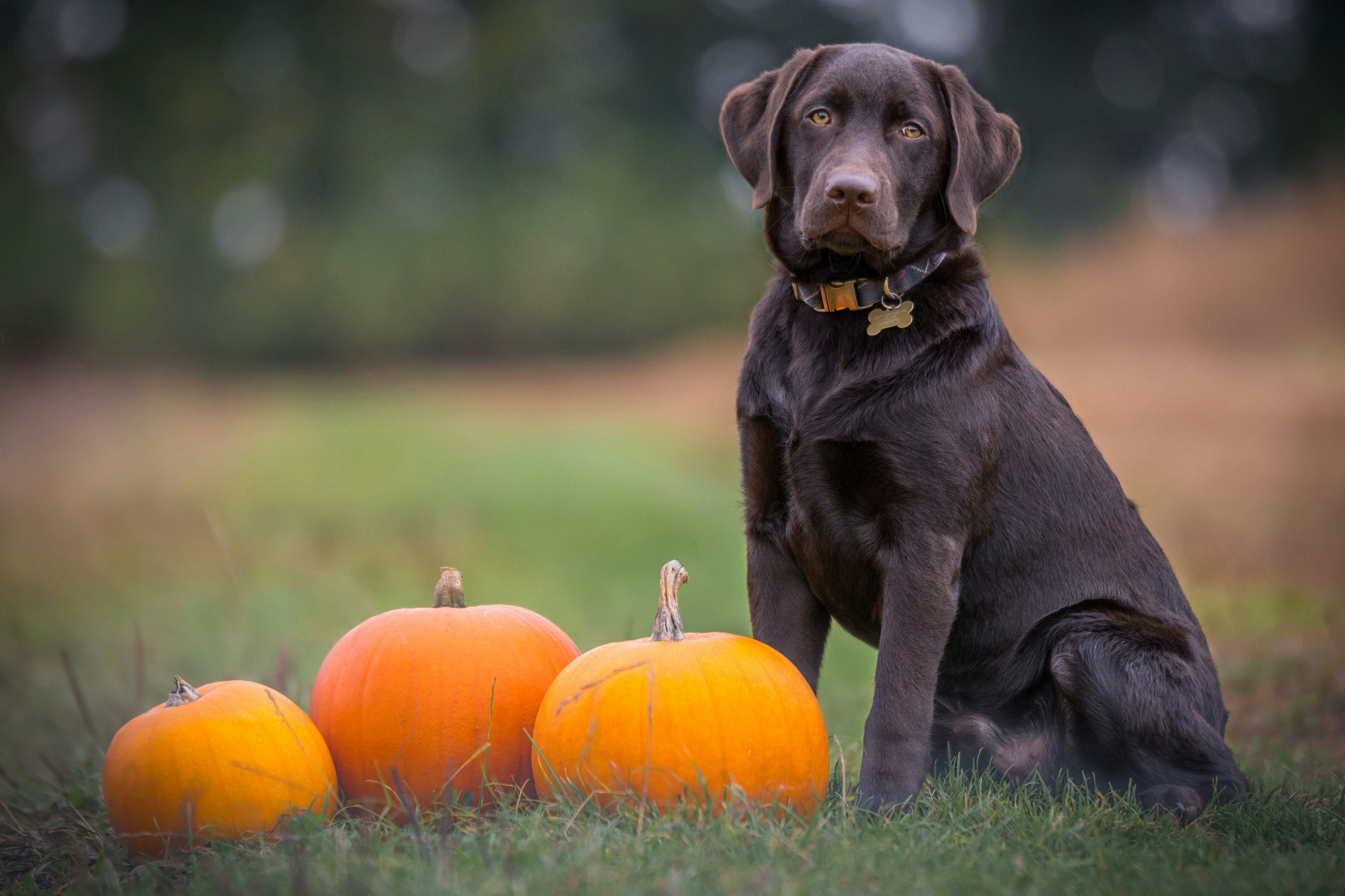 Tips for Choosing a Puppy from a Litter