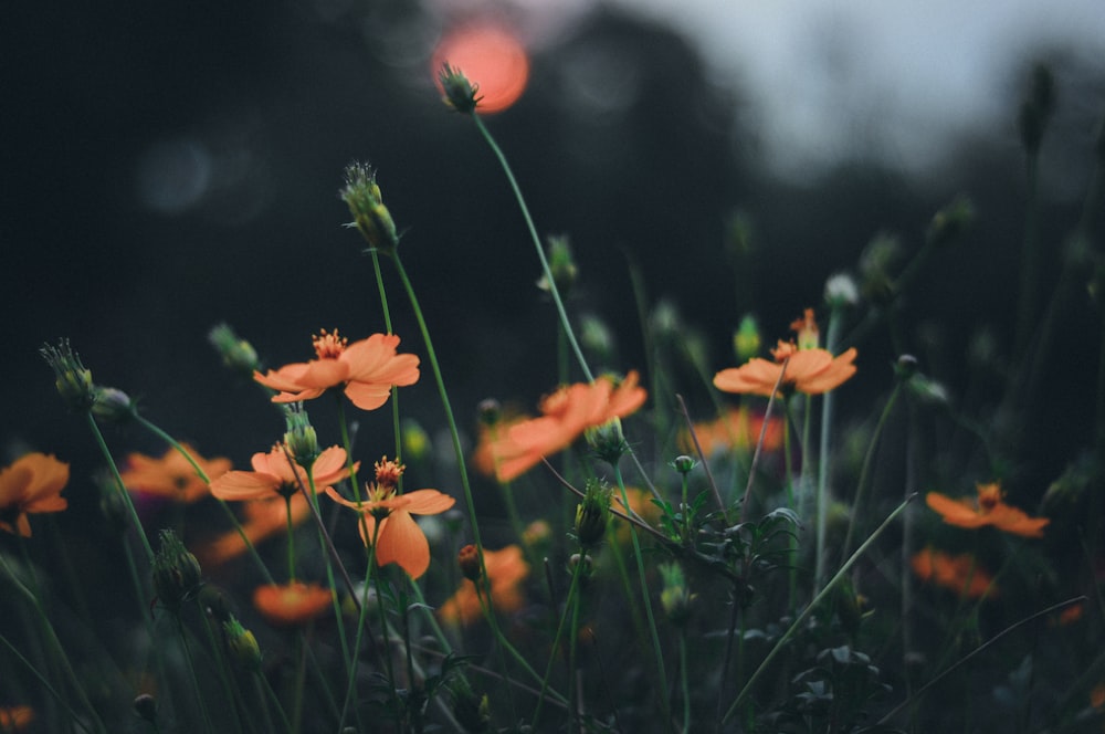 orange flowers in bokeh photography