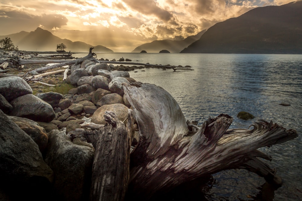 brown driftwood beside body of water during sunset
