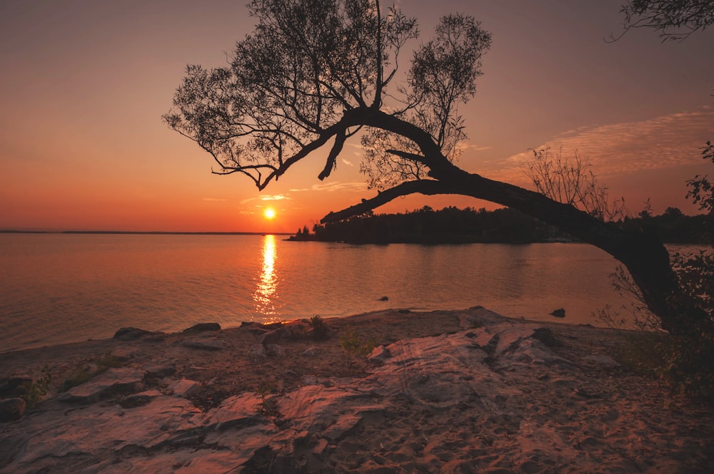 silhouette d’arbre près du plan d’eau à l’heure dorée