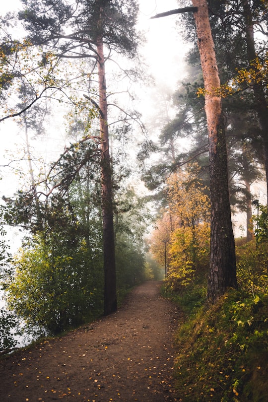 road between brown and green trees during daytime in Kuopio Finland