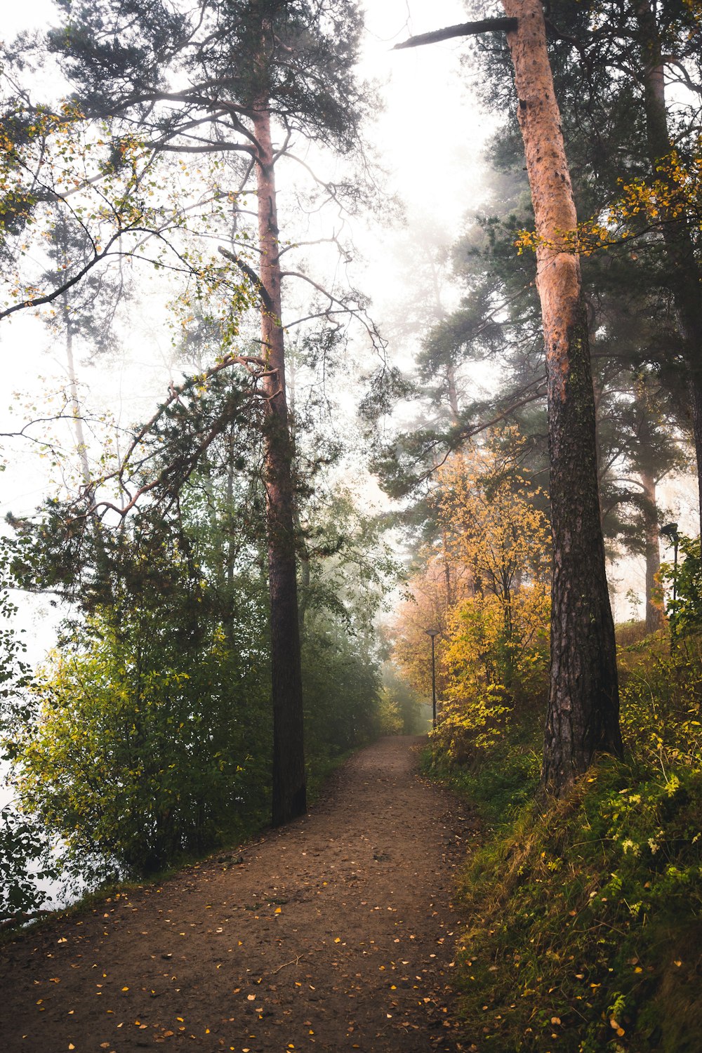 road between brown and green trees during daytime