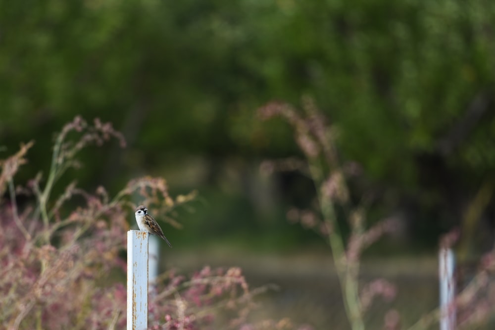 gray and brown bird perched on white metal bar