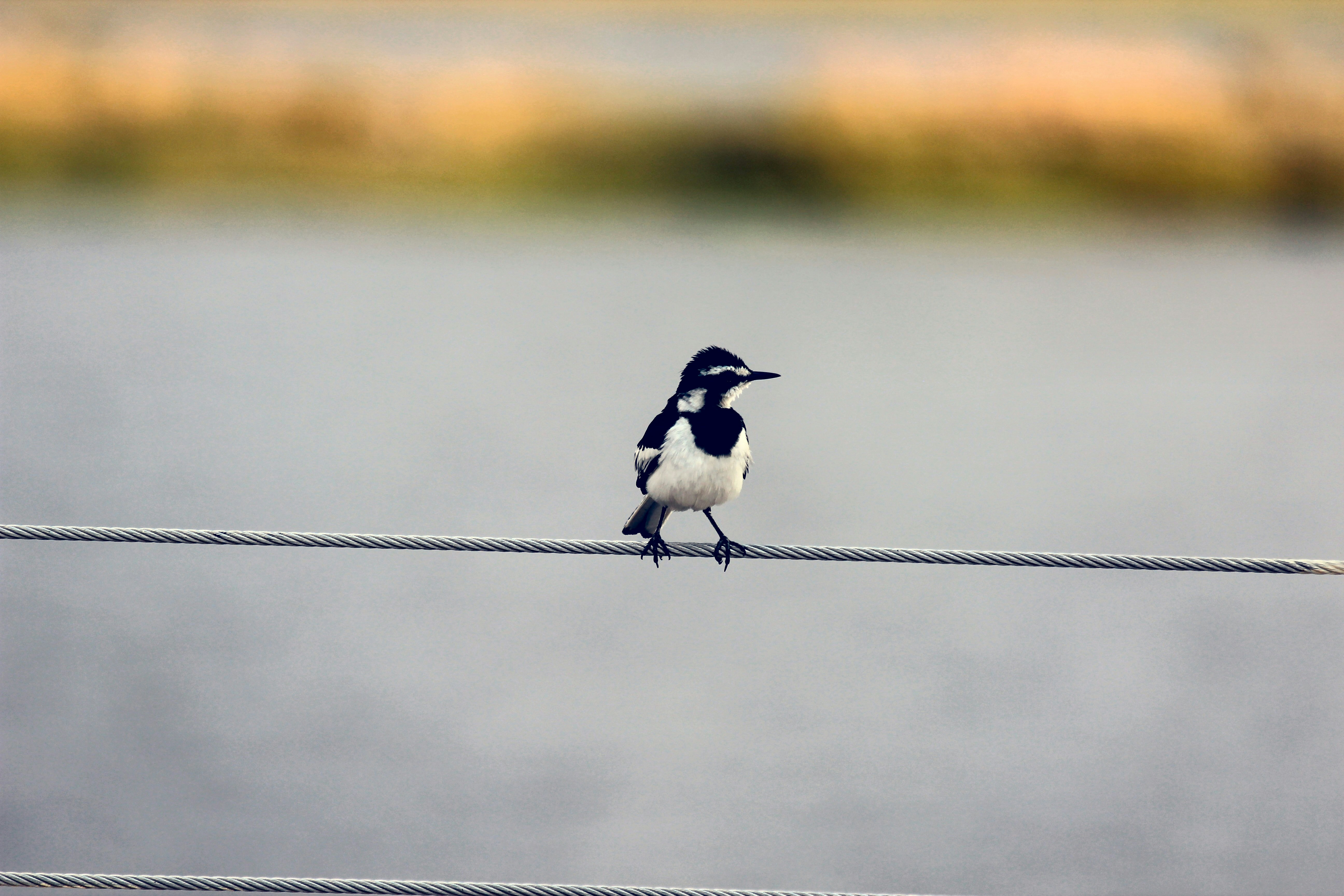 Found this bird catching a ride on our small cruise ship on the Chobe river in Botswana.