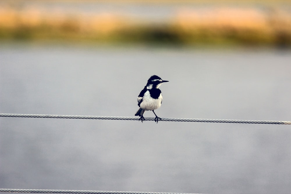 black and white bird on cable