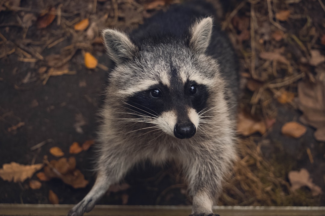 macro shot photography of raccoon raccoon