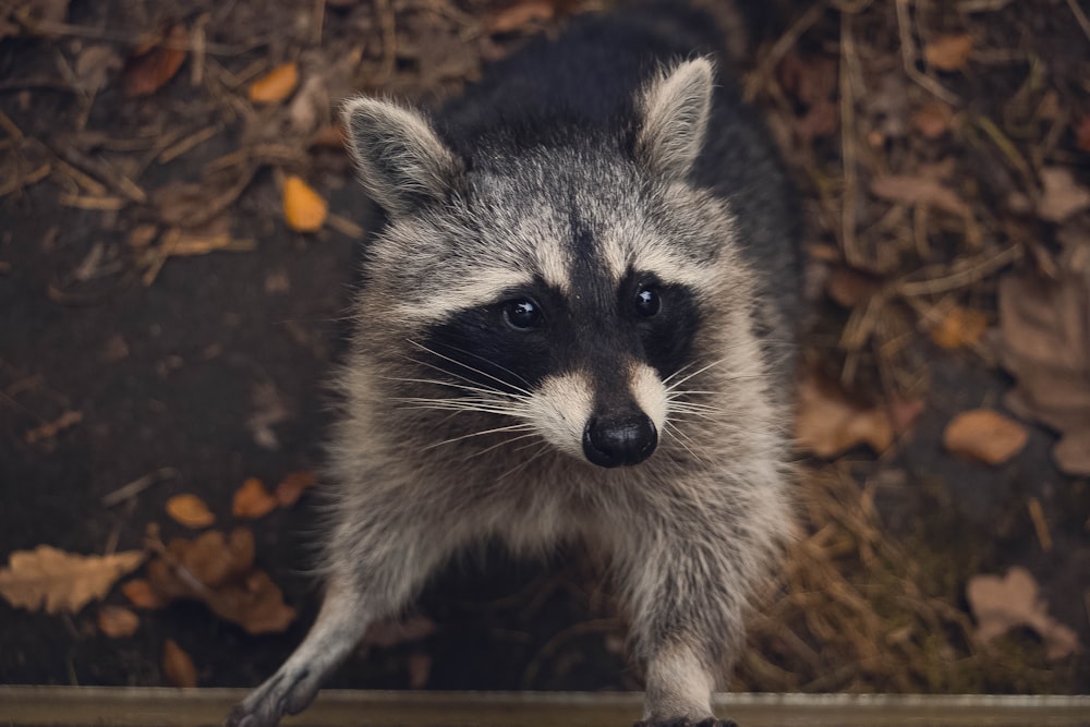 アライグマのマクロ撮影