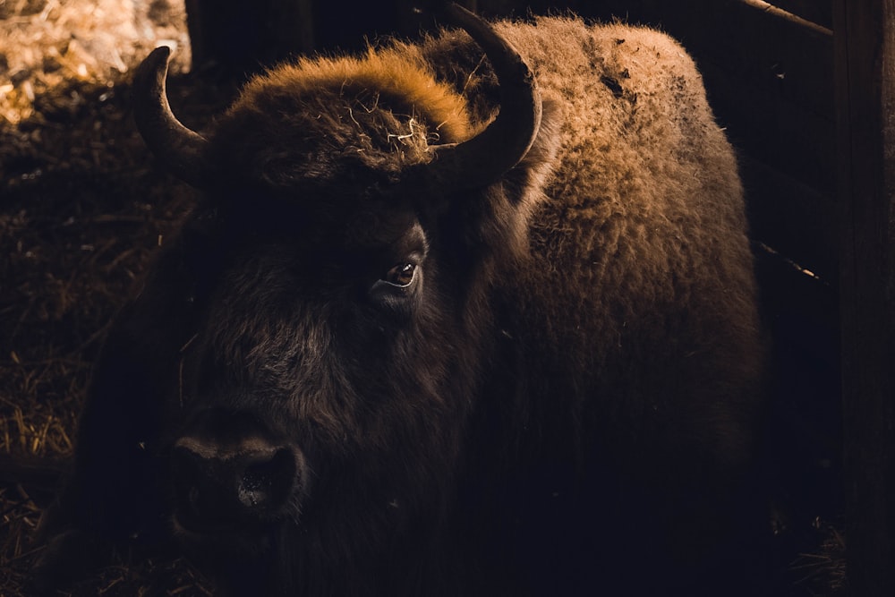 búfalo marrom