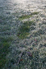 Close-up of a lush green lawn with dew drops in the morning light.