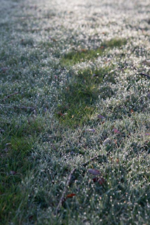 Close-up of dew-covered grass and wildflowers at dawn on the MooMoo Farms.