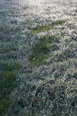 A close-up of a vibrant green lawn with dew drops sparkling in morning light.
