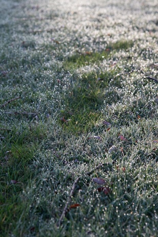 Close-up of neatly trimmed hedges with dew drops glistening in the morning light.