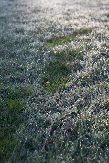 A close-up of lush, vibrant artificial grass with morning dew sparkling under soft sunlight.