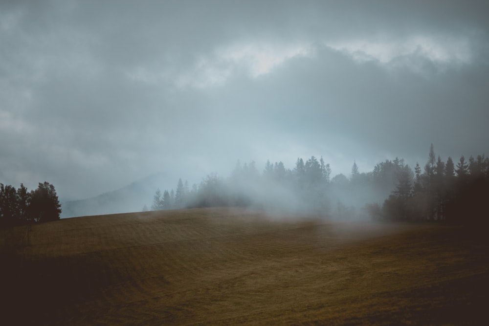 fotografia di paesaggio del campo di erba marrone