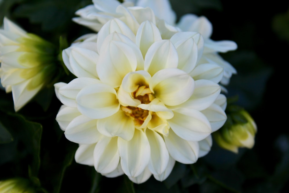 close-up photograph white petaled flower plant