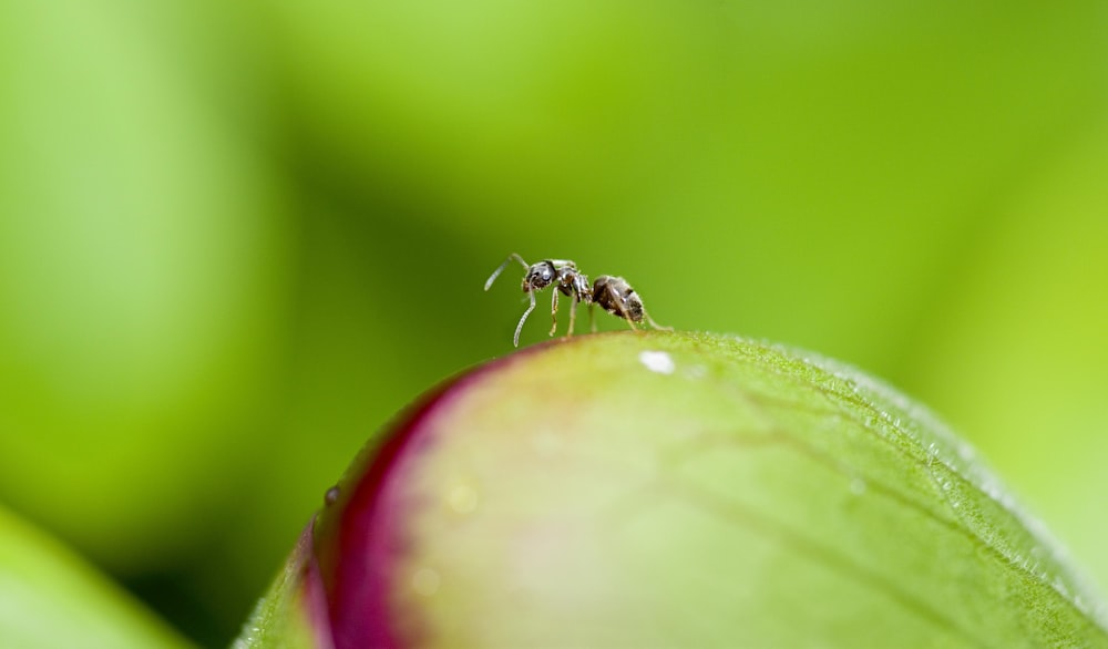 macro photography of anty