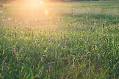A serene open field bathed in warm golden light with a happy dog running freely.