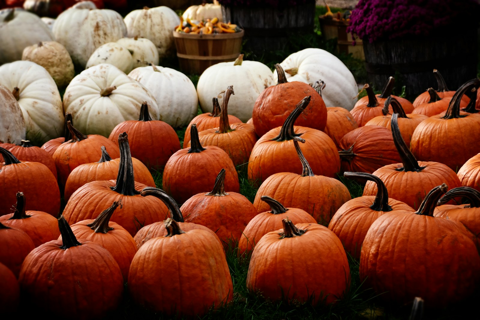 Nikon AF-S DX Nikkor 18-300mm F3.5-6.3G ED VR sample photo. Pumpkin lot photography