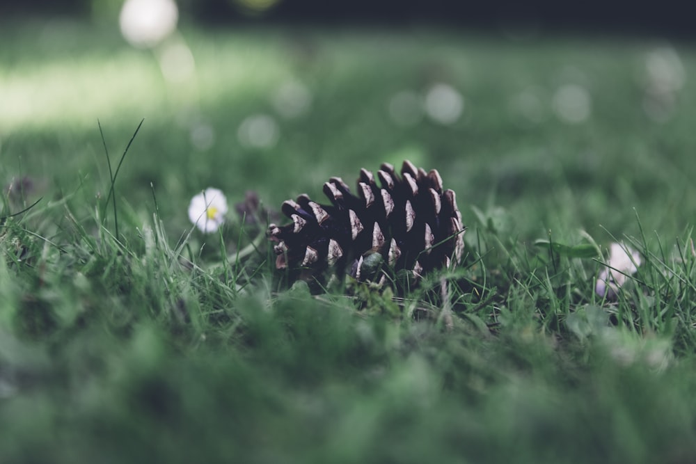 selective focus photography of pine cone on grass field