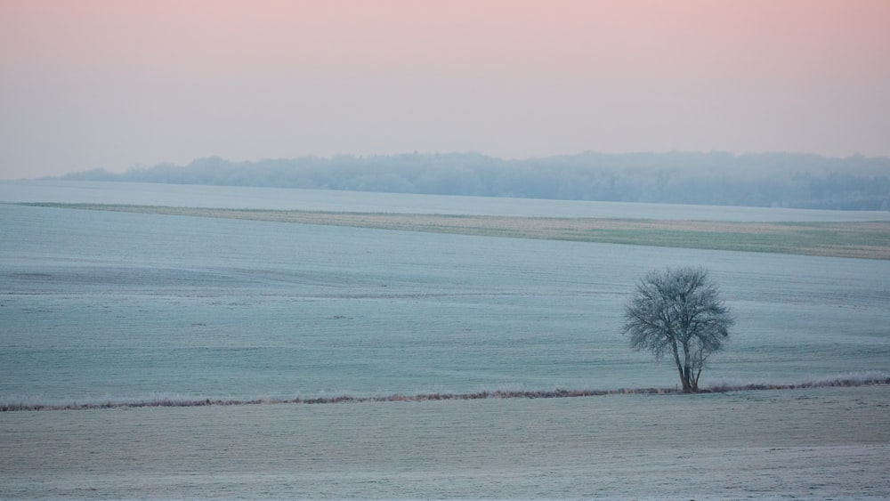 Baum in der Nähe der Küste