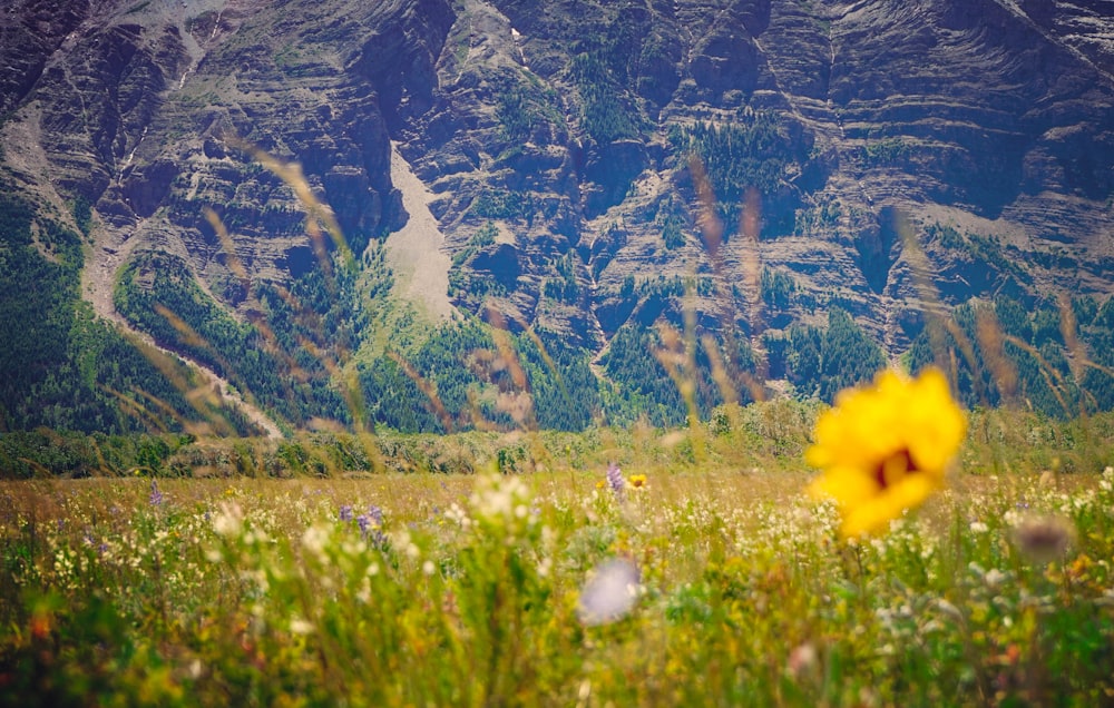 yellow petaled flower on grass field