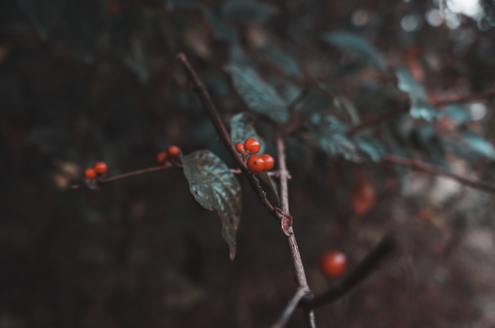 selective focus photography of red berries