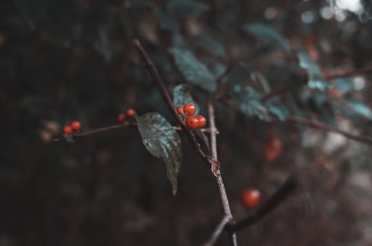 selective focus photography of red berries in Linville United States