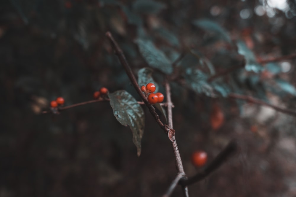 Fotografia a fuoco selettivo di bacche rosse