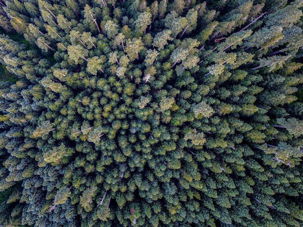bird's eye photography of forest