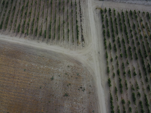 Aerial view of farmland with drone flying above rows of crops