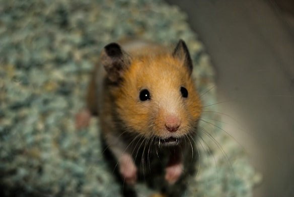 A small hamster with a light brown and white coat peers curiously upward with large, dark eyes. Its whiskers are prominent and it appears to be standing on a textured, woven surface.