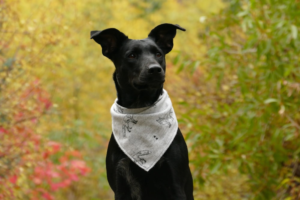 black dog wearing white scarf shallow focus photography