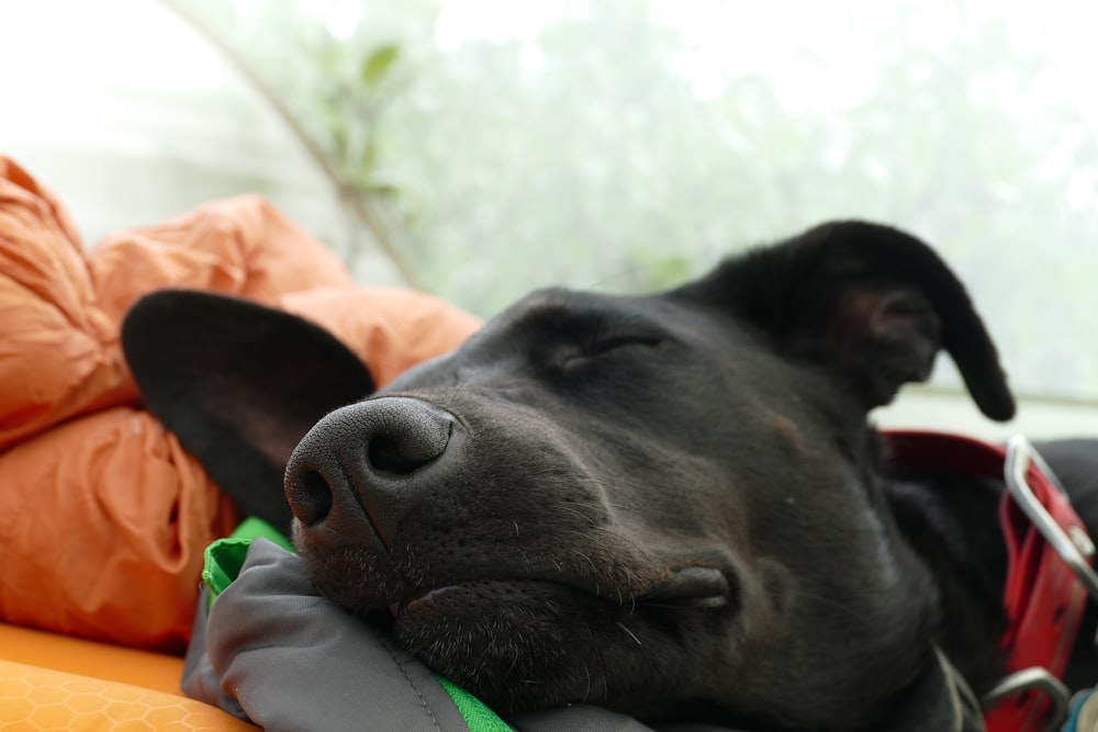 black Labrador lying on orange and gray bed