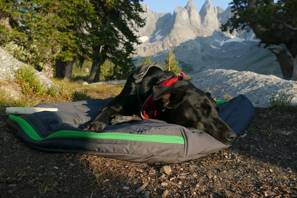 Schwarzer Hund liegt auf grauer Matte