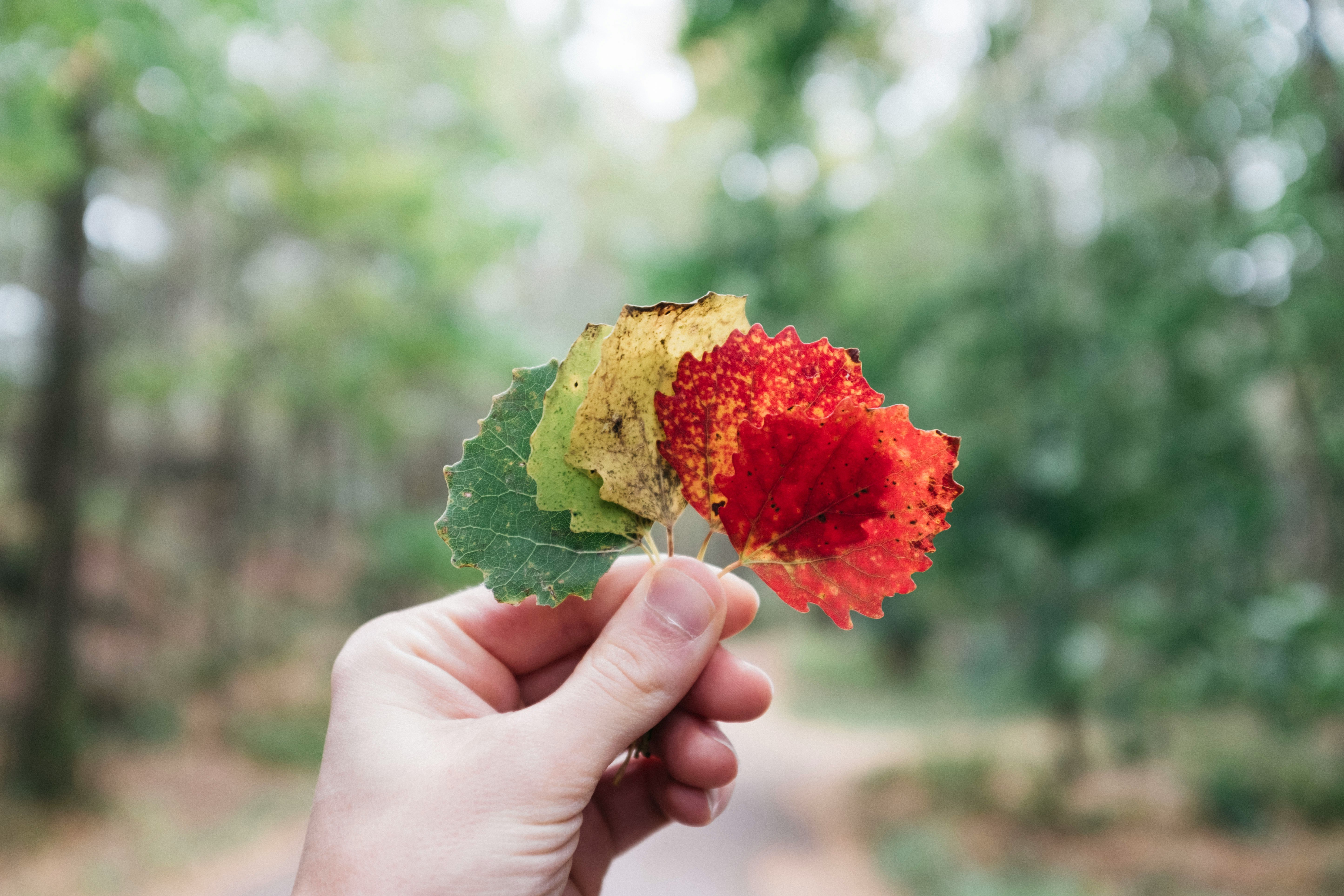 person holding assorted-color leaves