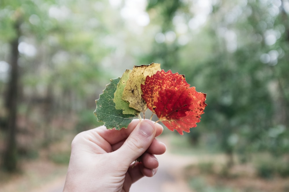 person holding assorted-color leaves