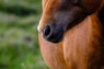 brown horse