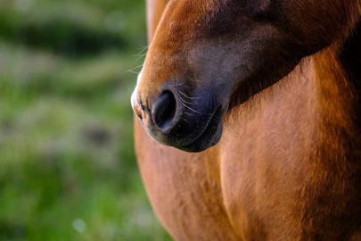 Soft close-up of a horse's muzzle, highlighting tactile grounding in alternative anxiety therapy
