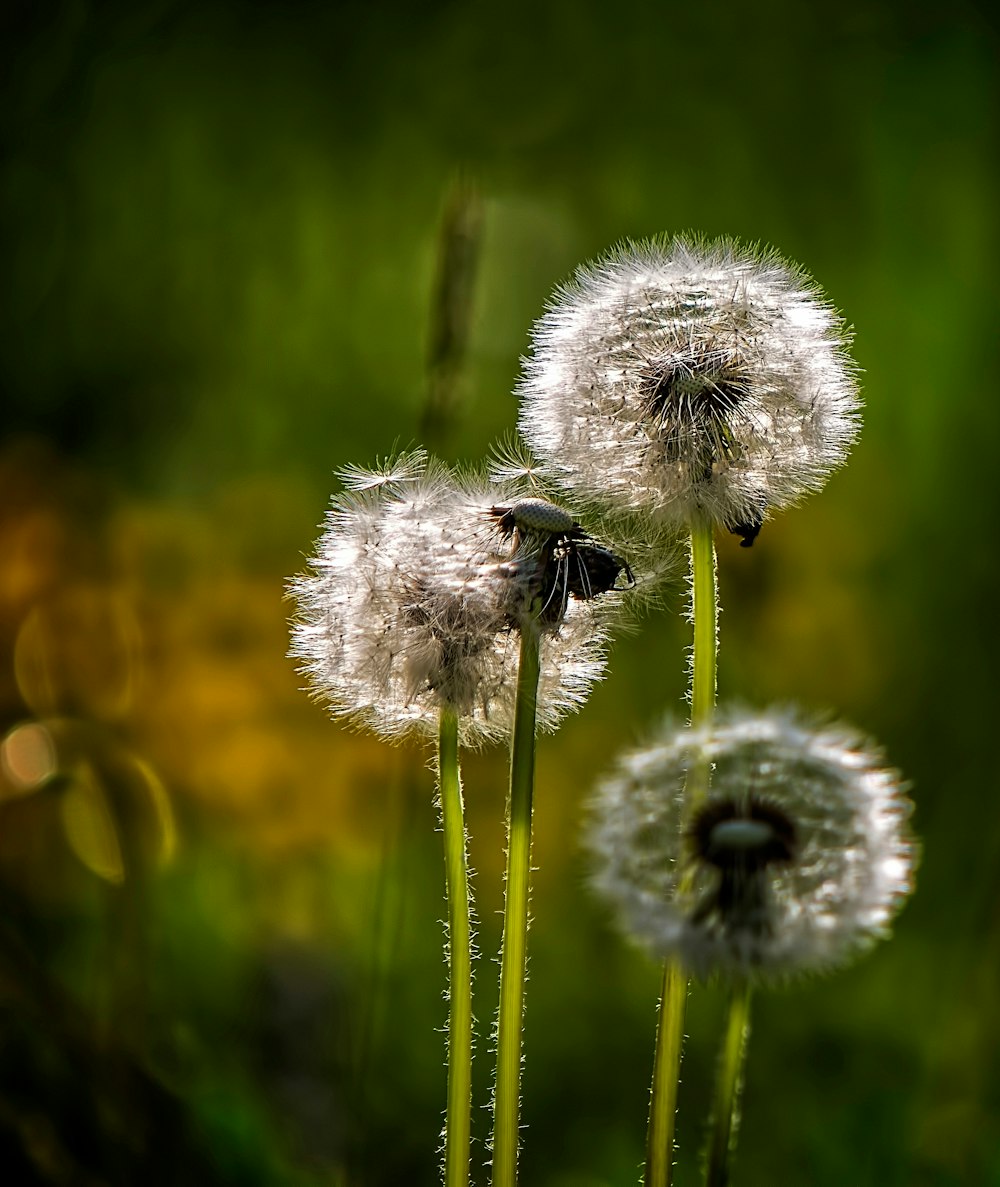 close-up photo of white Dandelion flower