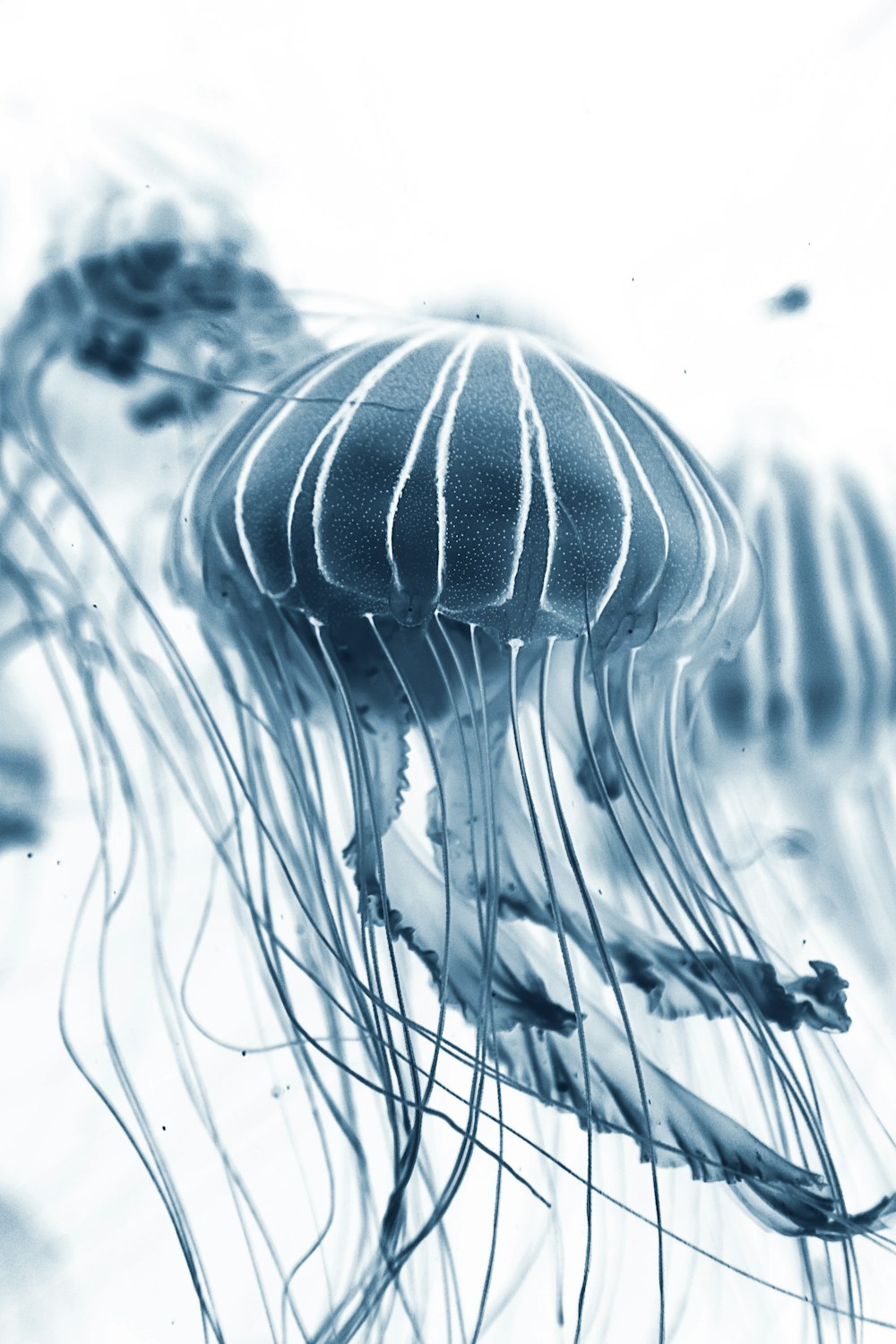 Foto macro de medusas