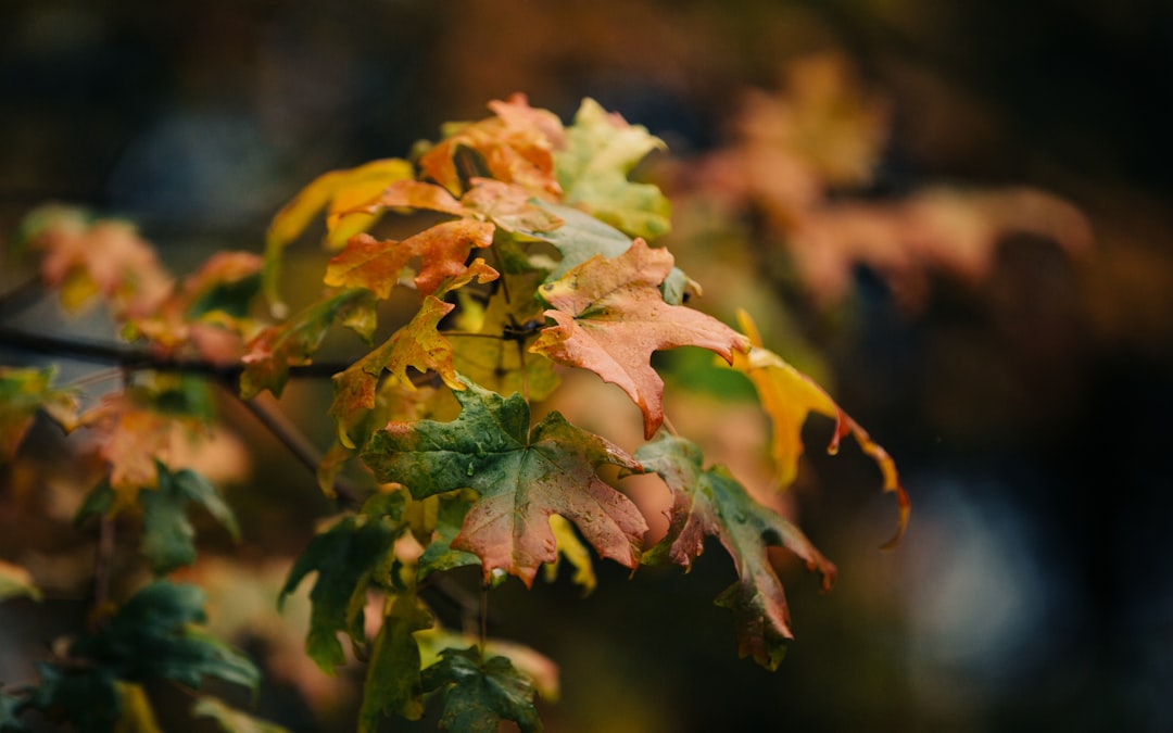 orange and green leaves