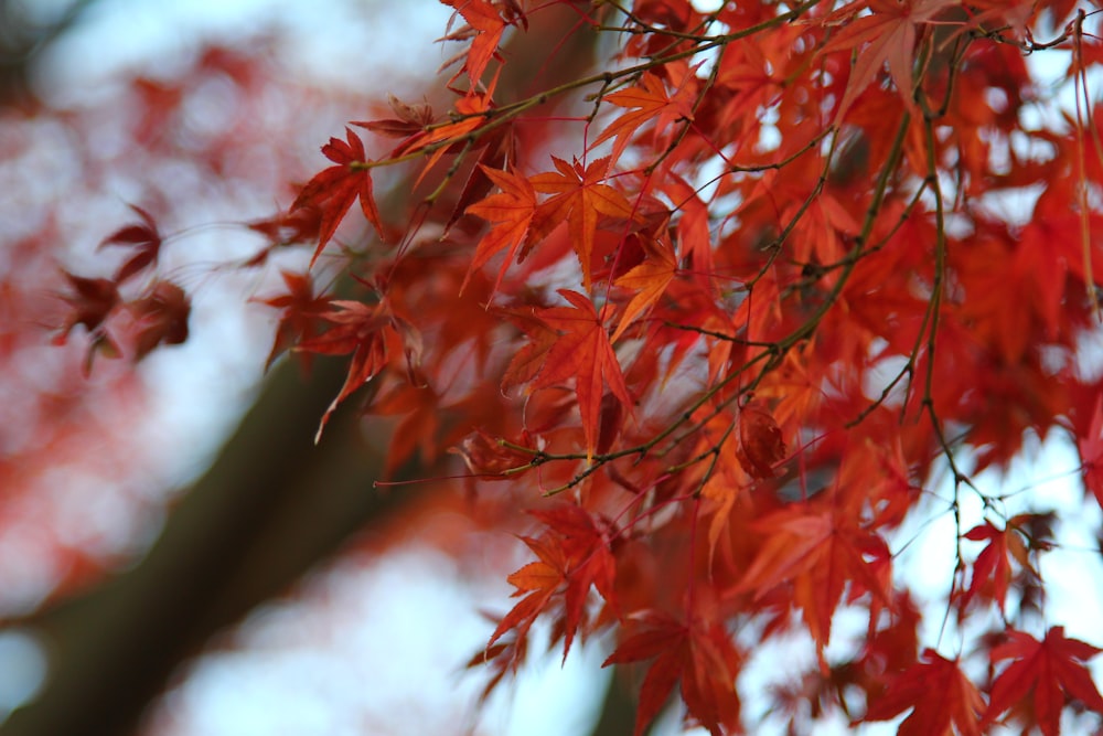 macro photography of red leafed plant