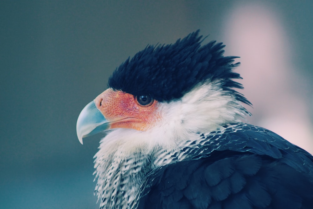 close-up photograph of black and white bird