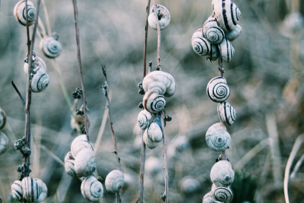 Fotografía de enfoque selectivo de caracoles en ramitas