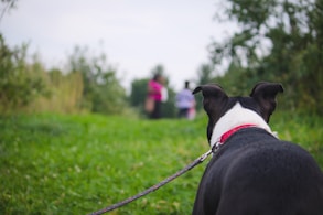 Close-up of a friendly dog leash held by a caring walker near a green forest path.