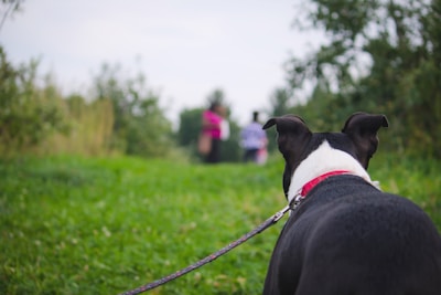 Close-up of a friendly dog leash held by a caring walker near a green forest path.