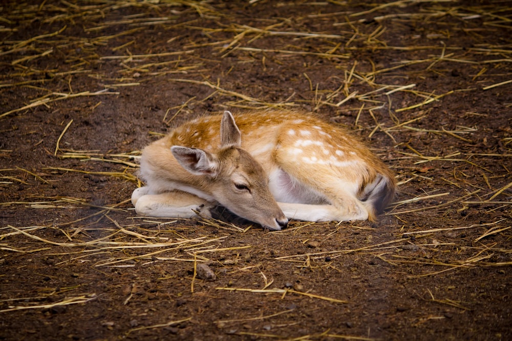 deer lying on brown dirt soil
