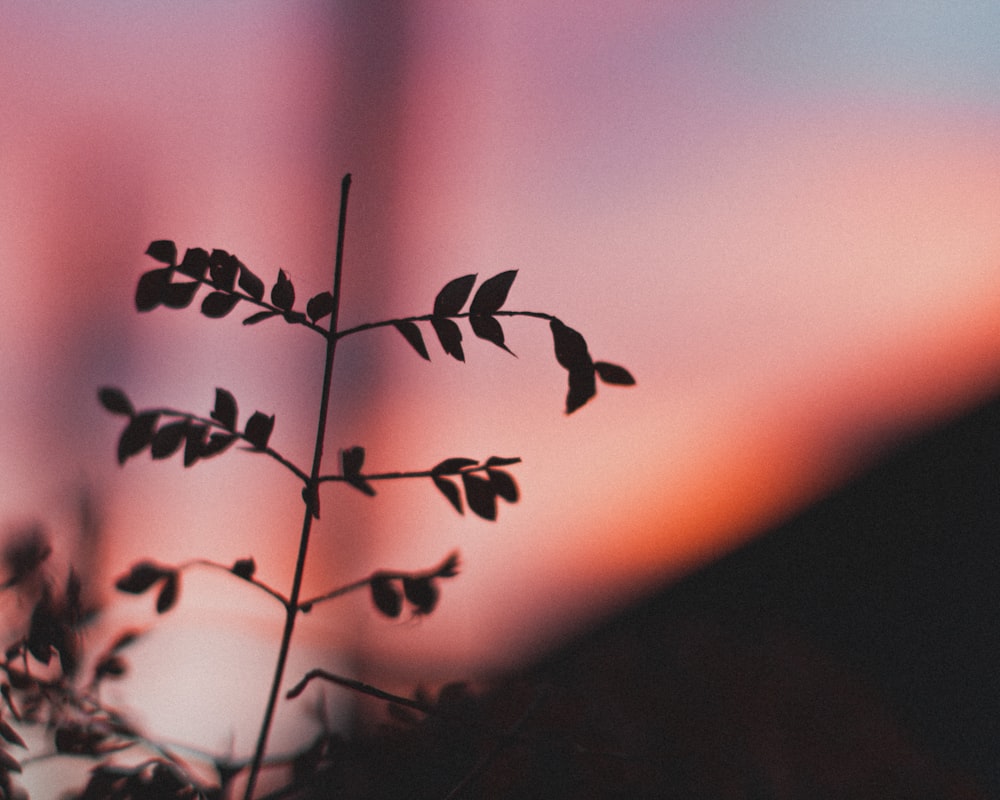 silhouette of plant at sunset